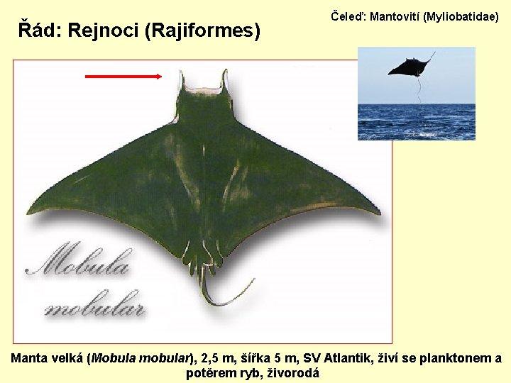 Řád: Rejnoci (Rajiformes) Čeleď: Mantovití (Myliobatidae) Manta velká (Mobula mobular), 2, 5 m, šířka