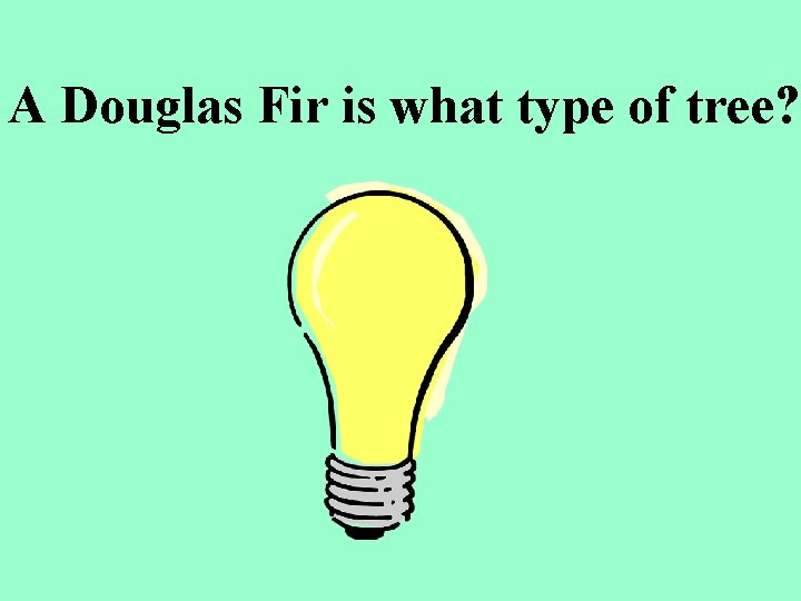 A Douglas Fir is what type of tree? 