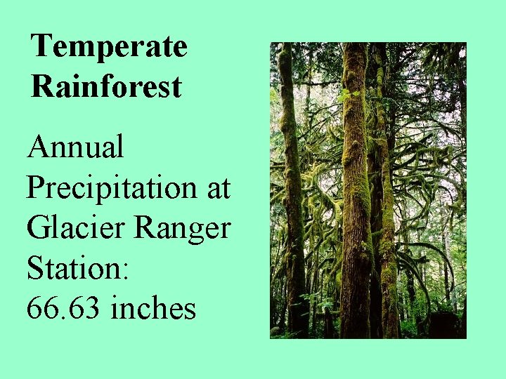 Temperate Rainforest Annual Precipitation at Glacier Ranger Station: 66. 63 inches 