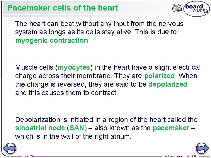 Pacemaker cells of the heart The heart can beat without any input from the