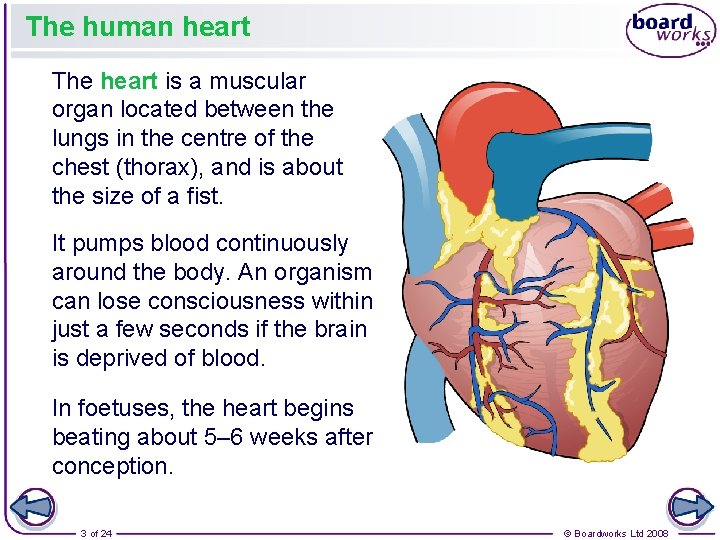 The human heart The heart is a muscular organ located between the lungs in
