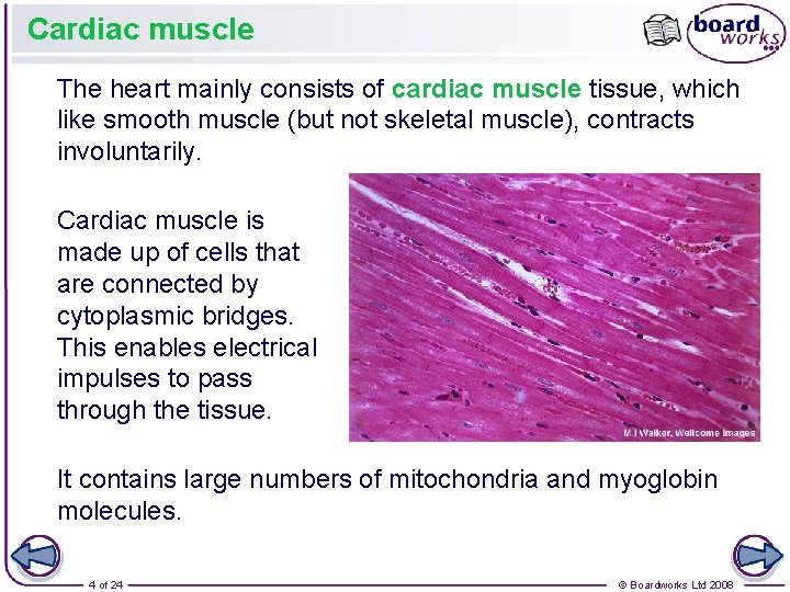 Cardiac muscle The heart mainly consists of cardiac muscle tissue, which like smooth muscle