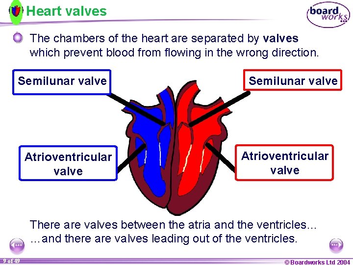 Heart valves The chambers of the heart are separated by valves which prevent blood