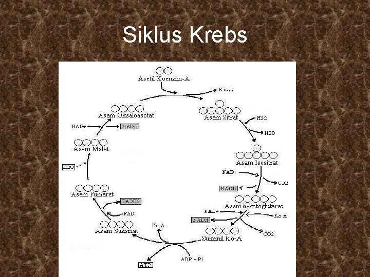 Siklus Krebs 