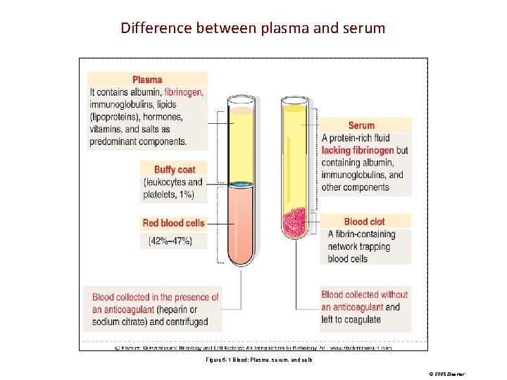 Difference between plasma and serum Figure 6 -1 Blood: Plasma, serum, and cells © Difference between plasma and serum Figure 6 -1 Blood: Plasma, serum, and cells ©