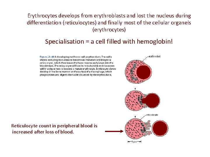 Erythrocytes develops from erythroblasts and lost the nucleus during differentiation (reticulocytes) and finally most