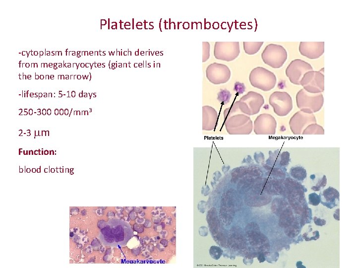 Platelets (thrombocytes) -cytoplasm fragments which derives from megakaryocytes (giant cells in the bone marrow) Platelets (thrombocytes) -cytoplasm fragments which derives from megakaryocytes (giant cells in the bone marrow)