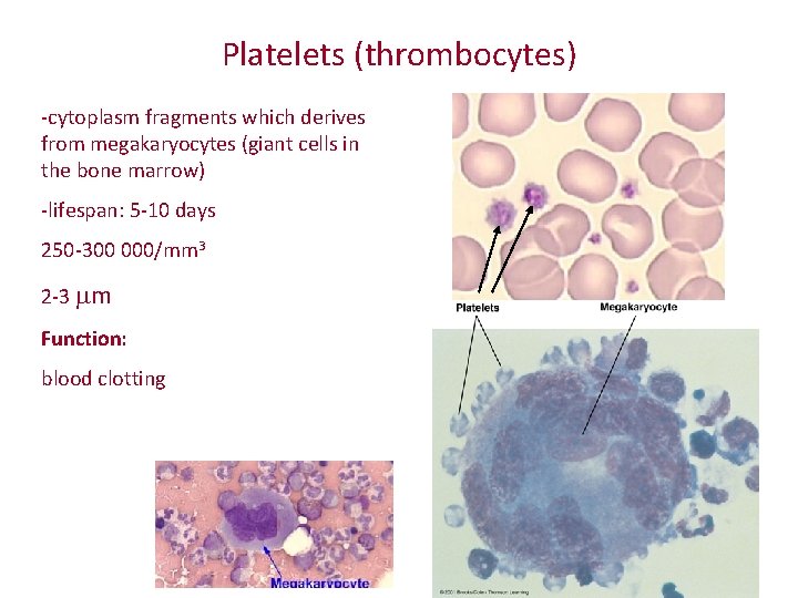 Platelets (thrombocytes) -cytoplasm fragments which derives from megakaryocytes (giant cells in the bone marrow)