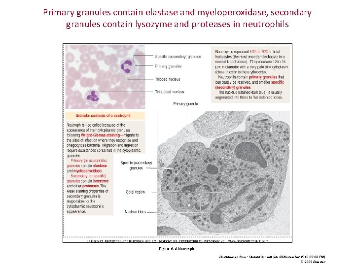 Primary granules contain elastase and myeloperoxidase, secondary granules contain lysozyme and proteases in neutrophils Primary granules contain elastase and myeloperoxidase, secondary granules contain lysozyme and proteases in neutrophils