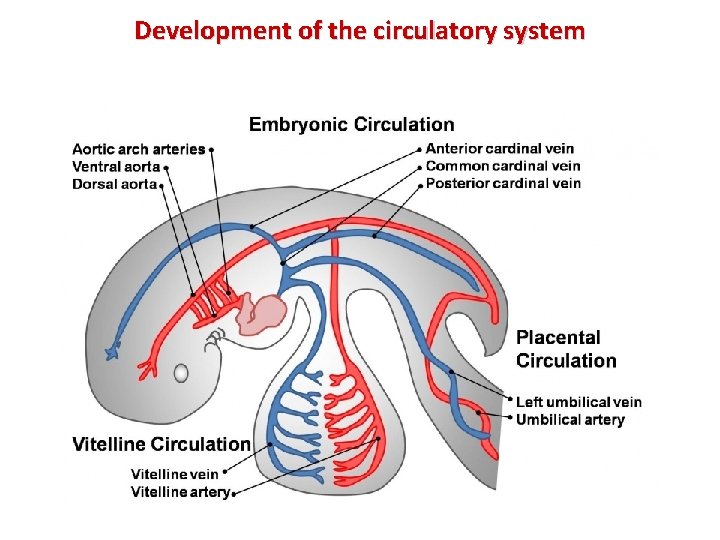 Development of the circulatory system Development of the circulatory system