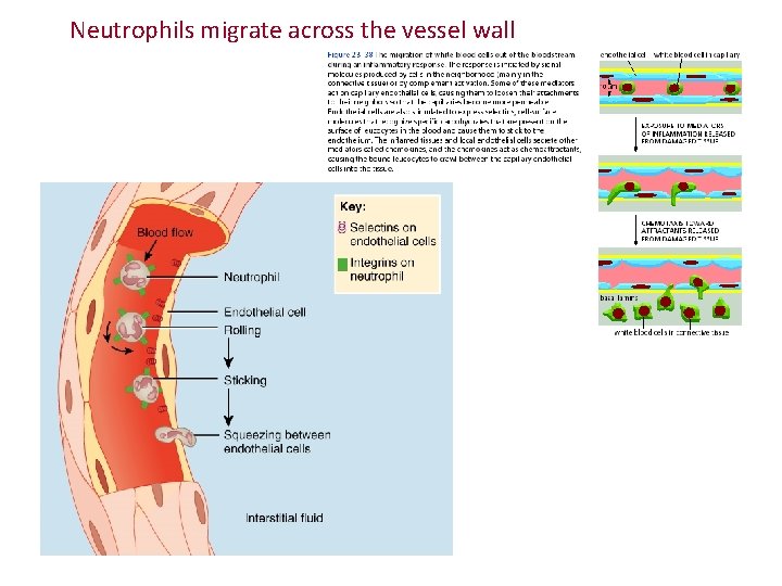 Neutrophils migrate across the vessel wall 