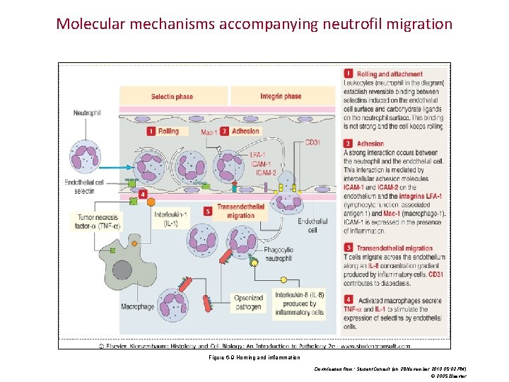 Molecular mechanisms accompanying neutrofil migration Figure 6 -9 Homing and inflammation Downloaded from: Student.