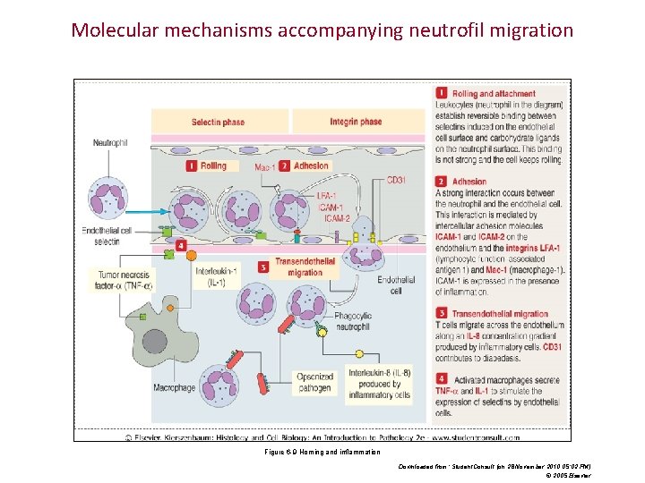 Molecular mechanisms accompanying neutrofil migration Figure 6 -9 Homing and inflammation Downloaded from: Student. Molecular mechanisms accompanying neutrofil migration Figure 6 -9 Homing and inflammation Downloaded from: Student.