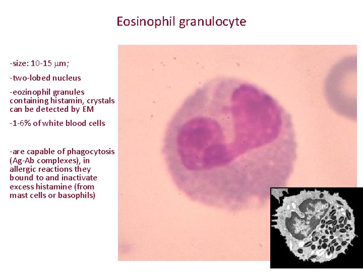 Eosinophil granulocyte -size: 10 -15 mm; -two-lobed nucleus -eozinophil granules containing histamin, crystals can
