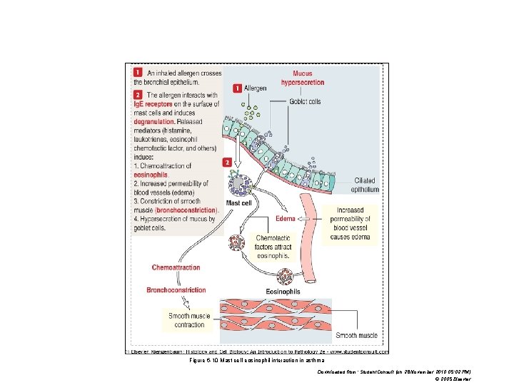 Figure 6 -10 Mast cell-eosinophil interaction in asthma Downloaded from: Student. Consult (on 28 Figure 6 -10 Mast cell-eosinophil interaction in asthma Downloaded from: Student. Consult (on 28