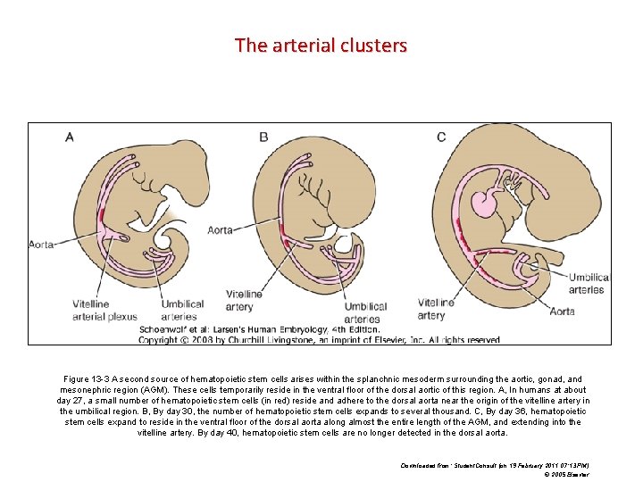 The arterial clusters Figure 13 -3 A second source of hematopoietic stem cells arises