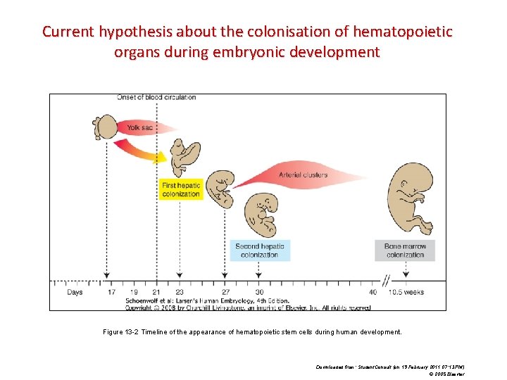 Current hypothesis about the colonisation of hematopoietic organs during embryonic development Figure 13 -2