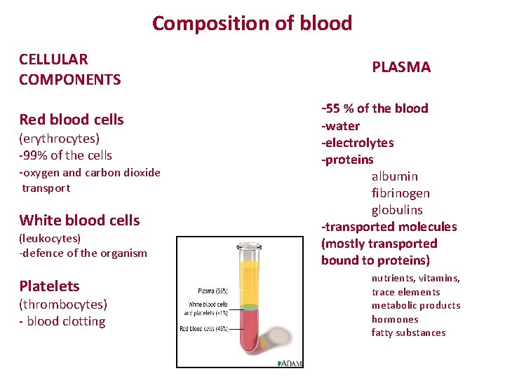 Composition of blood CELLULAR COMPONENTS Red blood cells (erythrocytes) -99% of the cells -oxygen Composition of blood CELLULAR COMPONENTS Red blood cells (erythrocytes) -99% of the cells -oxygen