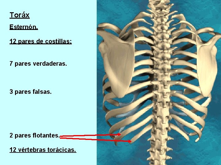 Toráx Esternón. 12 pares de costillas: 7 pares verdaderas. 3 pares falsas. 2 pares