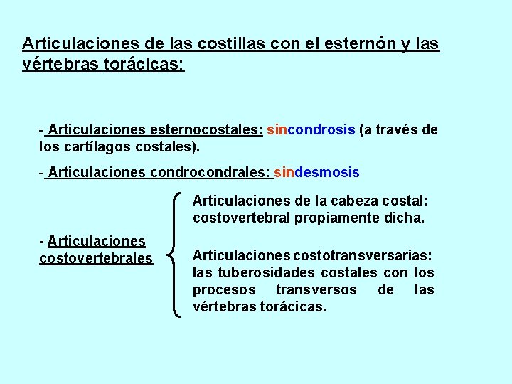 Articulaciones de las costillas con el esternón y las vértebras torácicas: - Articulaciones esternocostales: