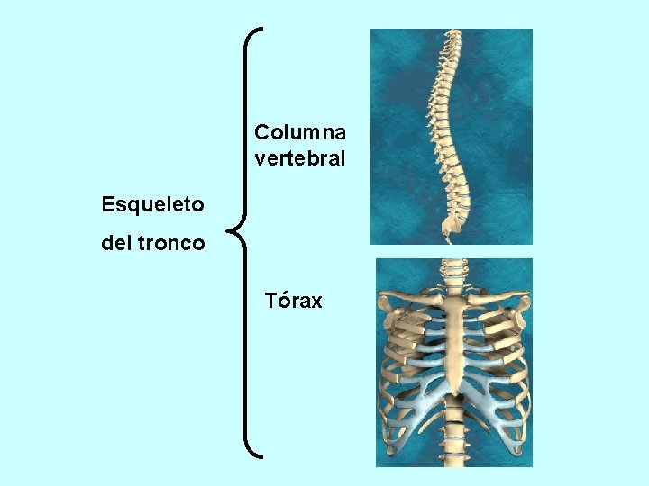 Columna vertebral Esqueleto del tronco Tórax 