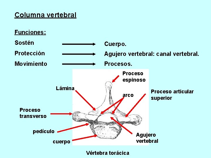 Columna vertebral Funciones: Sostén Cuerpo. Protección Agujero vertebral: canal vertebral. Movimiento Procesos. Proceso espinoso