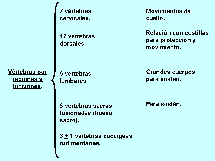 Vértebras por regiones y funciones. 7 vértebras cervicales. Movimientos del cuello. 12 vértebras dorsales.