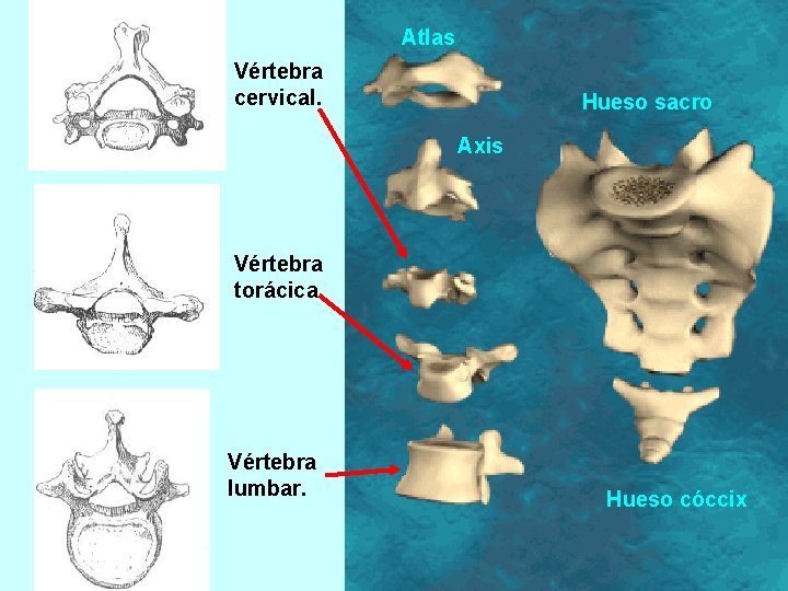Atlas Vértebra cervical. Hueso sacro Axis Vértebra torácica Vértebra lumbar. Hueso cóccix 