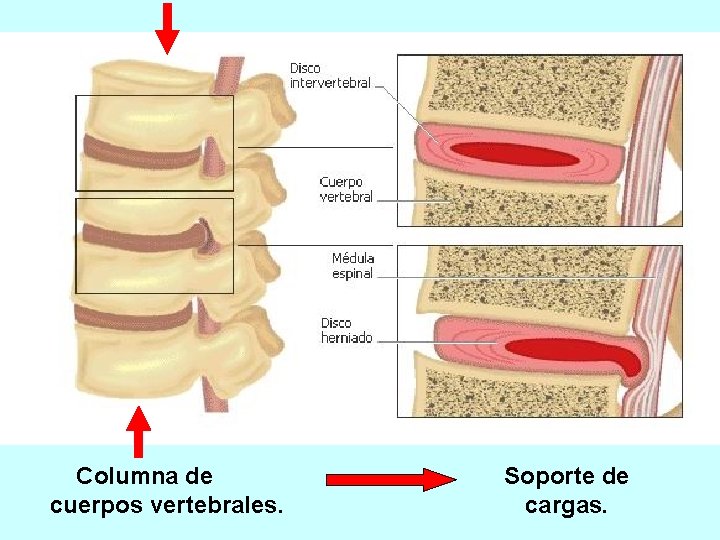 Columna de cuerpos vertebrales. Soporte de cargas. 