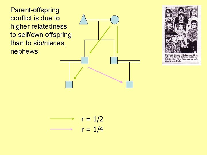 Parent-offspring conflict is due to higher relatedness to self/own offspring than to sib/nieces, nephews