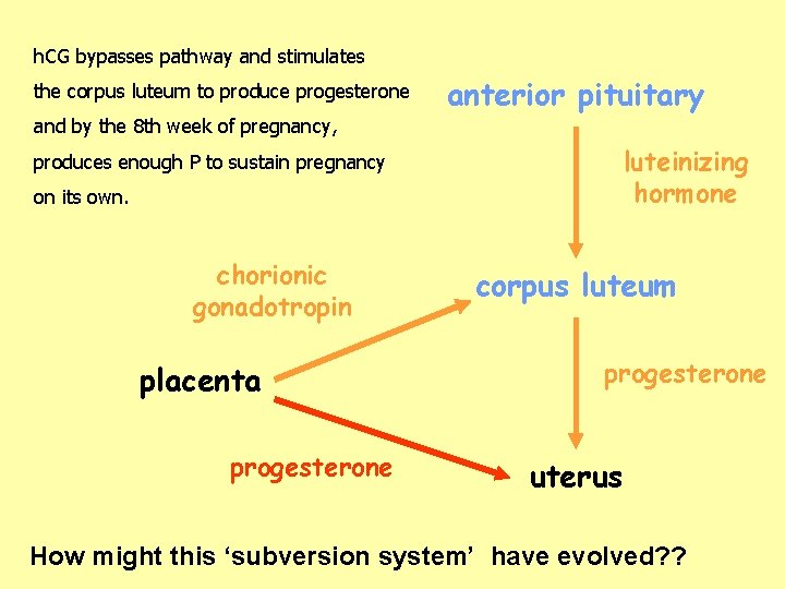 h. CG bypasses pathway and stimulates the corpus luteum to produce progesterone and by