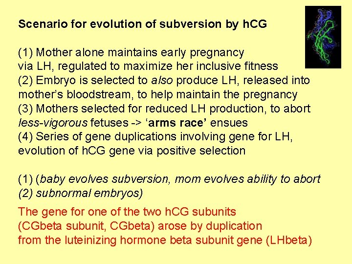 Scenario for evolution of subversion by h. CG (1) Mother alone maintains early pregnancy