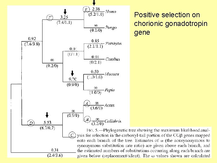 Positive selection on chorionic gonadotropin gene 