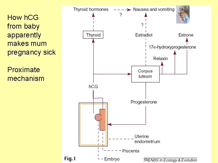 How h. CG from baby apparently makes mum pregnancy sick Proximate mechanism 