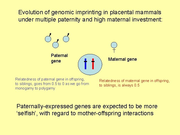 Evolution of genomic imprinting in placental mammals under multiple paternity and high maternal investment: