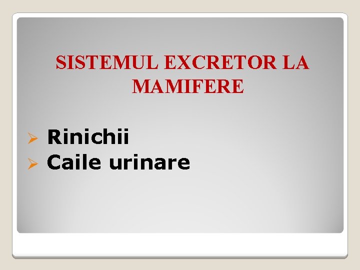 SISTEMUL EXCRETOR LA MAMIFERE Rinichii Ø Caile urinare Ø 