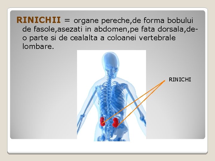 RINICHII = organe pereche, de forma bobului de fasole, asezati in abdomen, pe fata