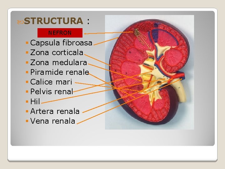  STRUCTURA : NEFRON § Capsula fibroasa § Zona corticala § Zona medulara §