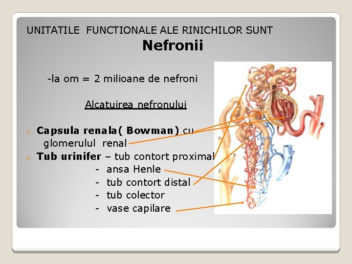 UNITATILE FUNCTIONALE RINICHILOR SUNT Nefronii -la om = 2 milioane de nefroni Alcatuirea nefronului