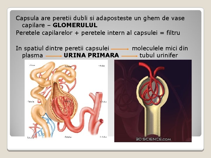 Capsula are peretii dubli si adaposteste un ghem de vase capilare – GLOMERULUL Peretele