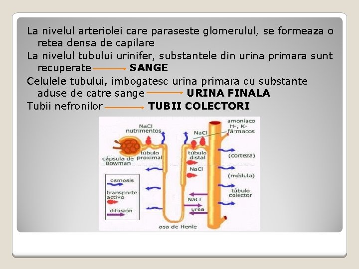 La nivelul arteriolei care paraseste glomerulul, se formeaza o retea densa de capilare La