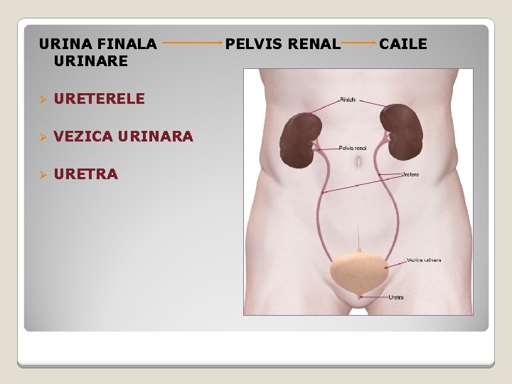 URINA FINALA URINARE Ø URETERELE Ø VEZICA URINARA Ø URETRA PELVIS RENAL CAILE 