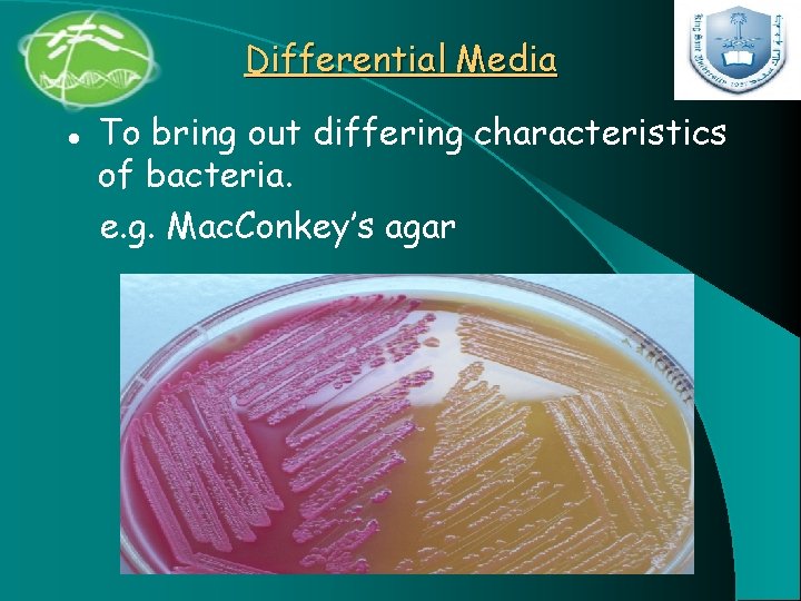 Differential Media l To bring out differing characteristics of bacteria. e. g. Mac. Conkey’s