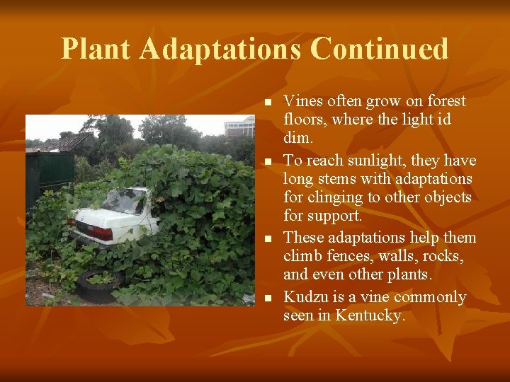 Plant Adaptations Continued n n Vines often grow on forest floors, where the light
