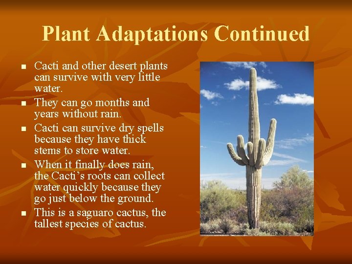 Plant Adaptations Continued n n n Cacti and other desert plants can survive with