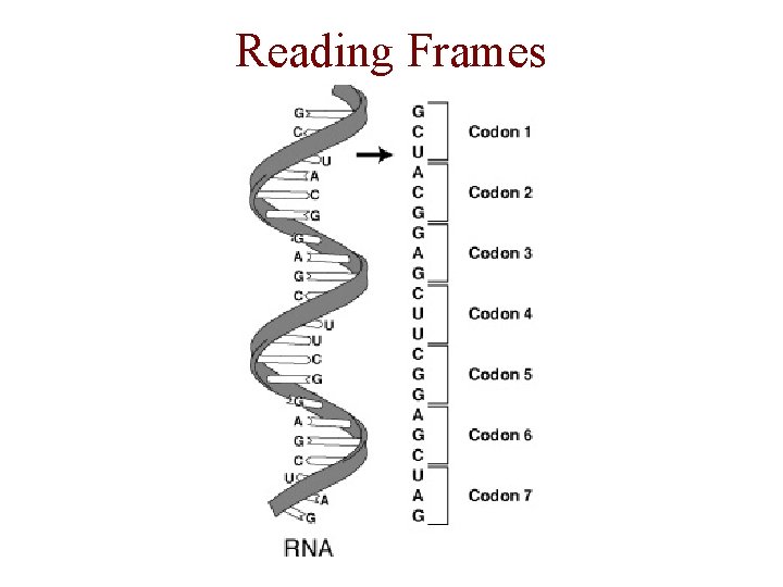 Reading Frames 