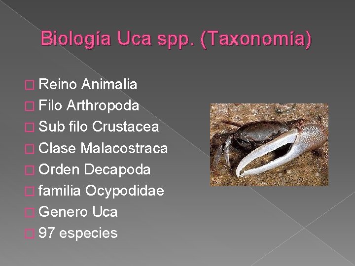 Biología Uca spp. (Taxonomía) � Reino Animalia � Filo Arthropoda � Sub filo Crustacea