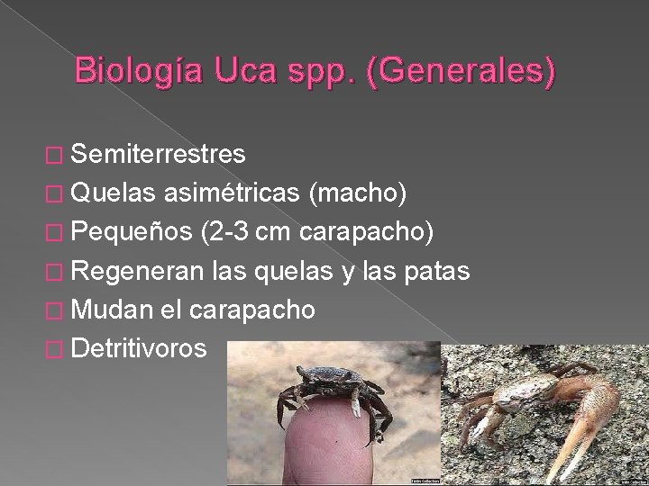 Biología Uca spp. (Generales) � Semiterrestres � Quelas asimétricas (macho) � Pequeños (2 -3