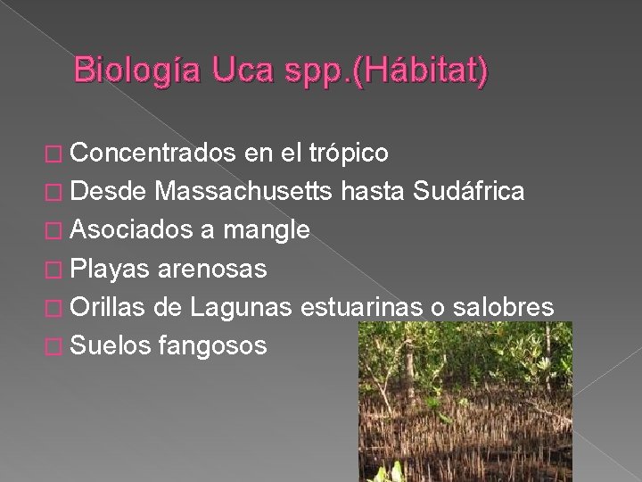 Biología Uca spp. (Hábitat) � Concentrados en el trópico � Desde Massachusetts hasta Sudáfrica