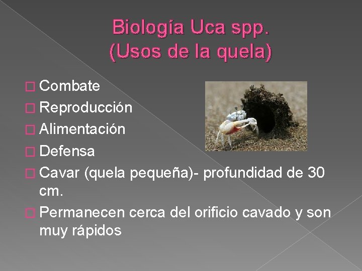 Biología Uca spp. (Usos de la quela) � Combate � Reproducción � Alimentación �
